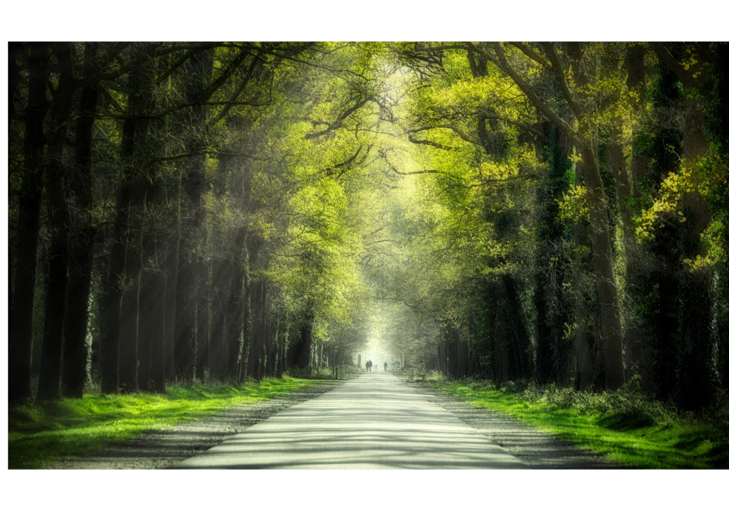 Ein Weg der durch eine Baum Alee führt