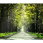 Ein Weg der durch eine Baum Alee führt